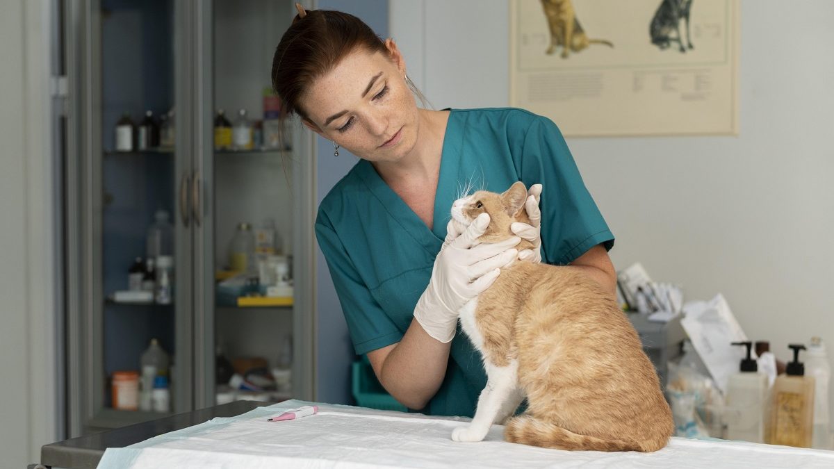 Saiba como prevenir o glaucoma em cachorros e gatos