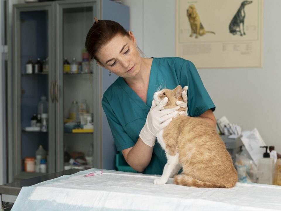 Saiba como prevenir o glaucoma em cachorros e gatos