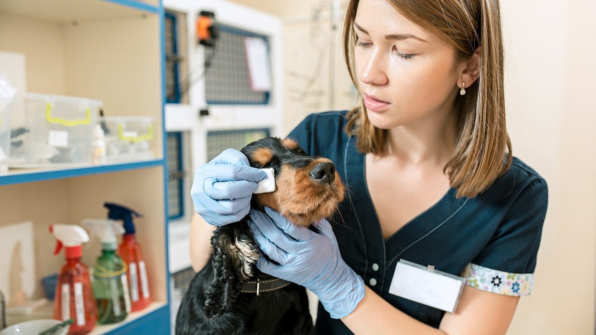 Como tratar a úlcera de córnea em cães