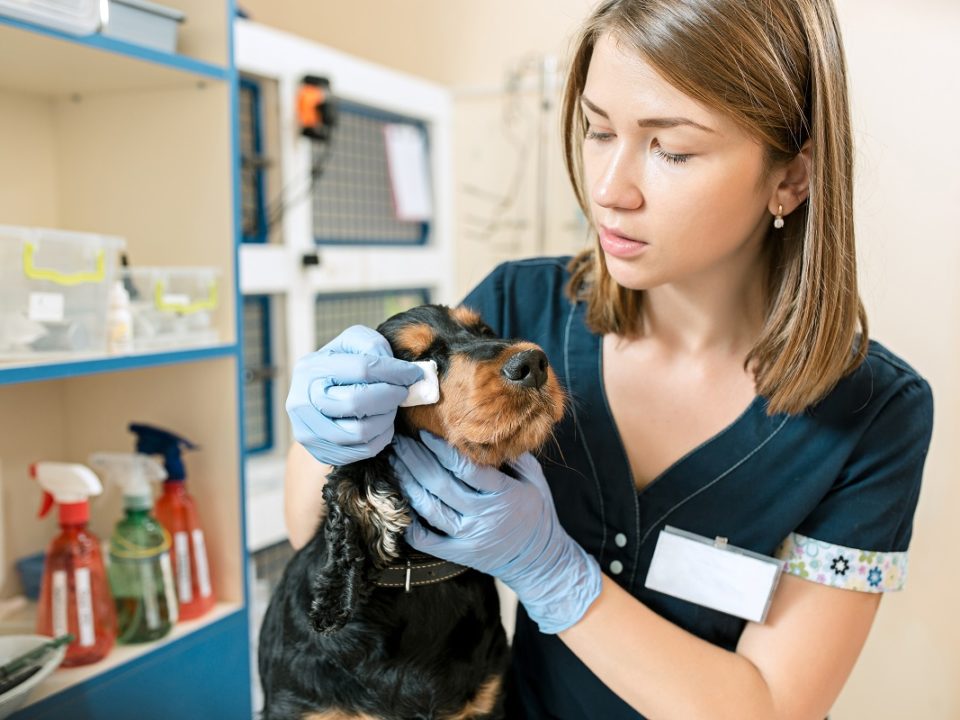 Como tratar a úlcera de córnea em cães