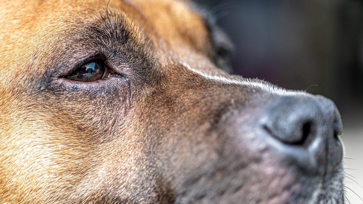 Cão com olho vermelho o que pode ser