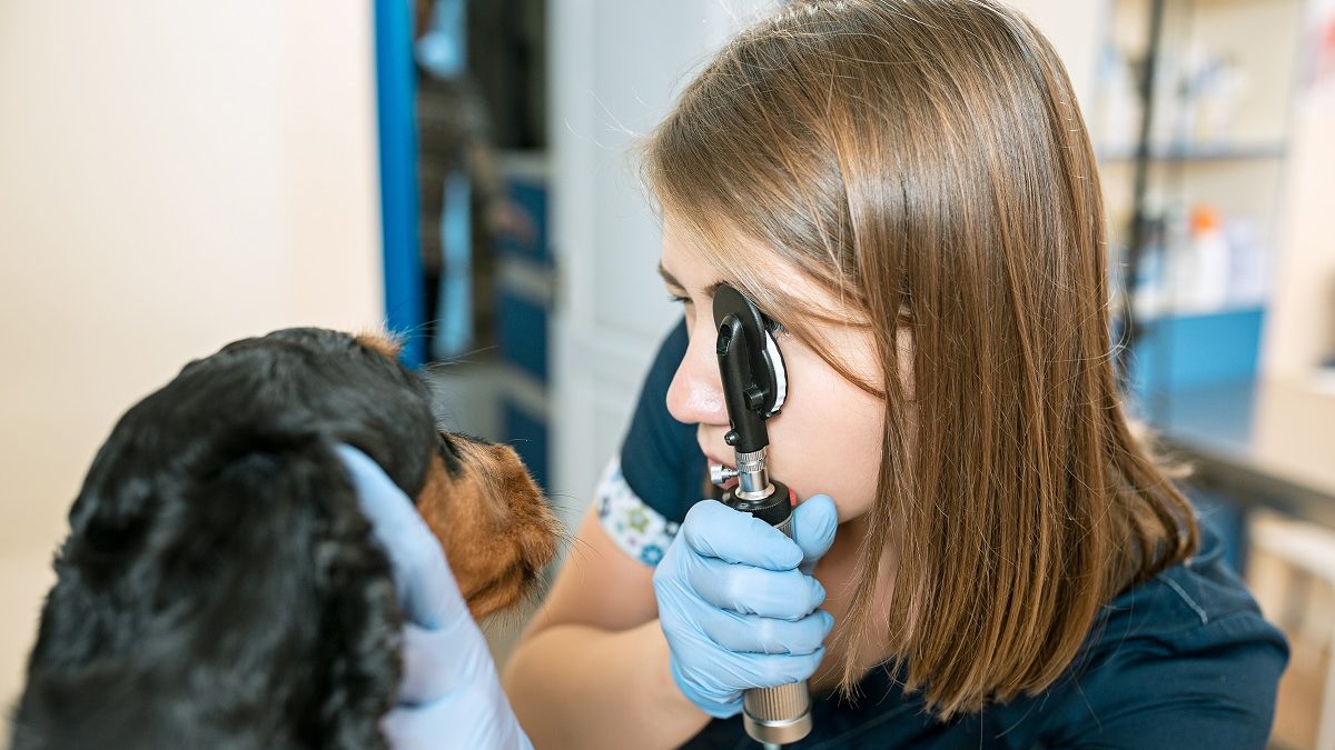 Olho de cereja em cachorro possui tratamento