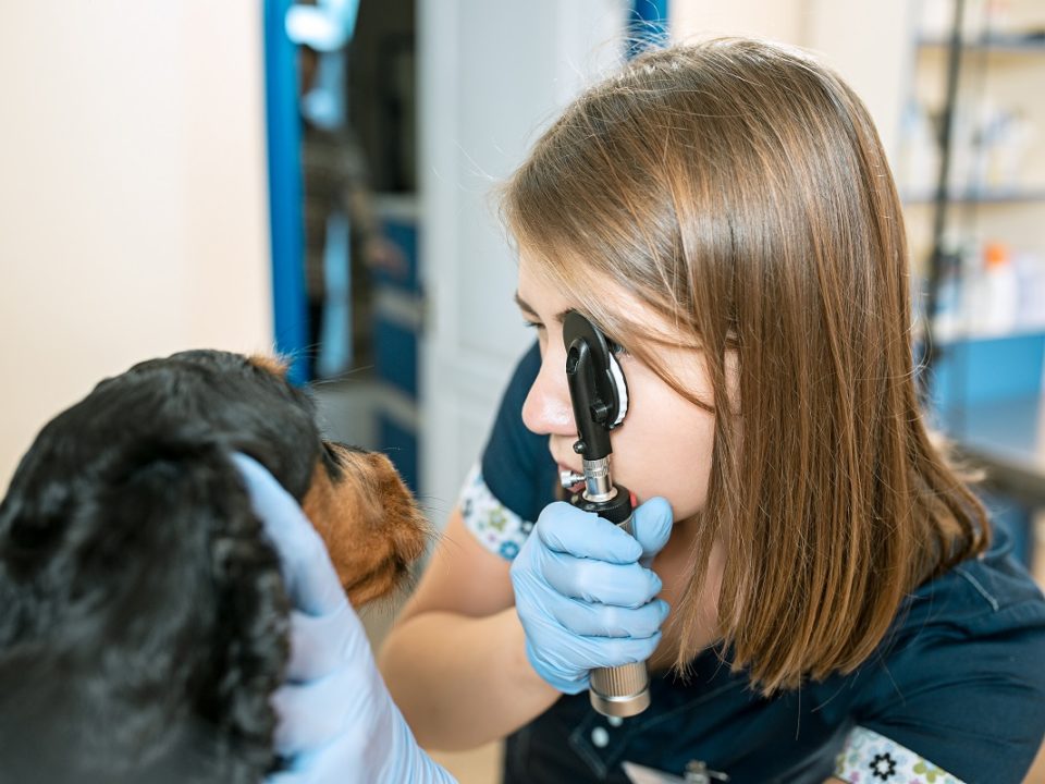 Olho de cereja em cachorro possui tratamento