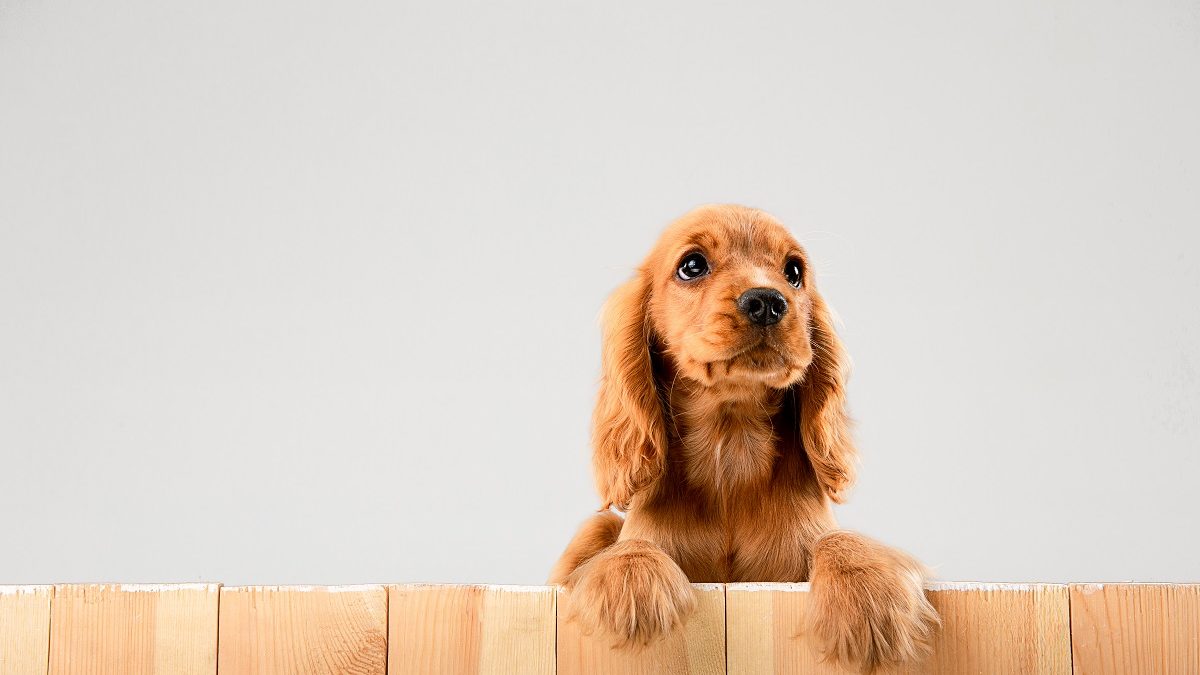 Cachorro com olho lacrimejando qual pode ser a causa