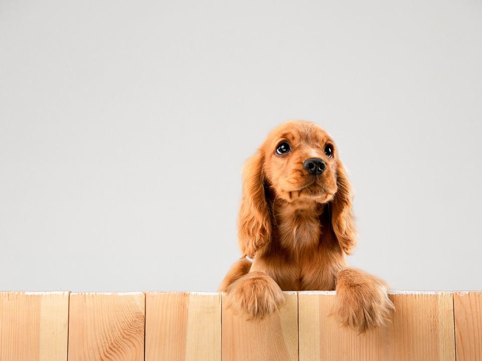 Cachorro com olho lacrimejando qual pode ser a causa