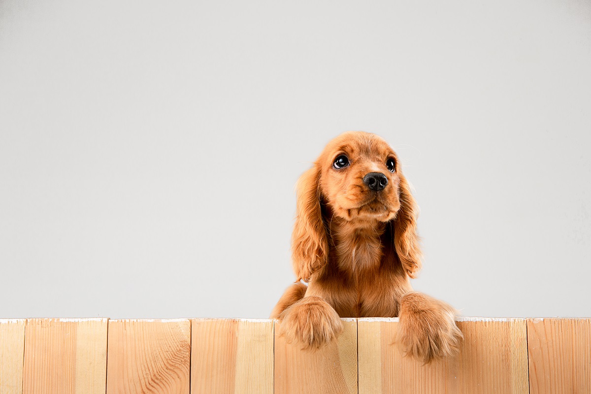 Olho de cereja em cachorro possui tratamento? - Iris