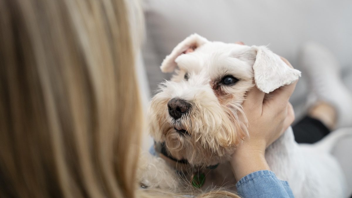 Como ajudar o pet com olho inchado