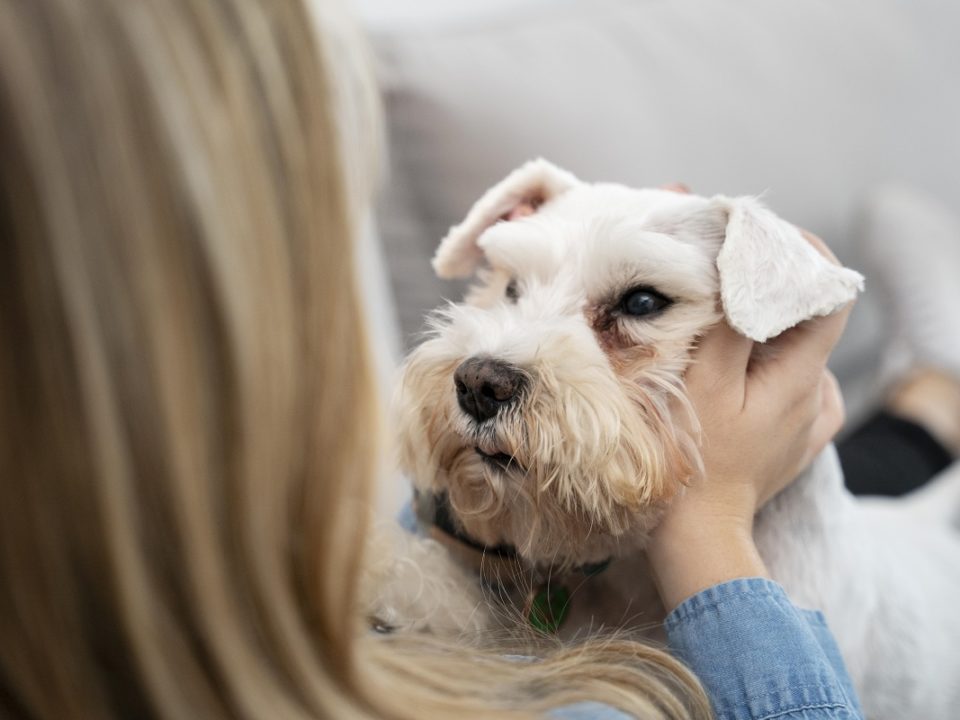 Como ajudar o pet com olho inchado