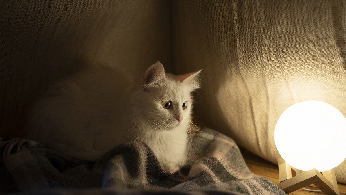 Por que os olhos dos gatos brilham no escuro