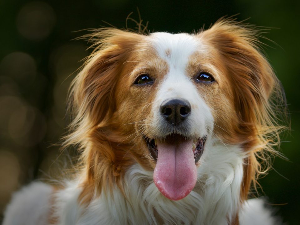 Qual a causa de cílios ectópicos em cães