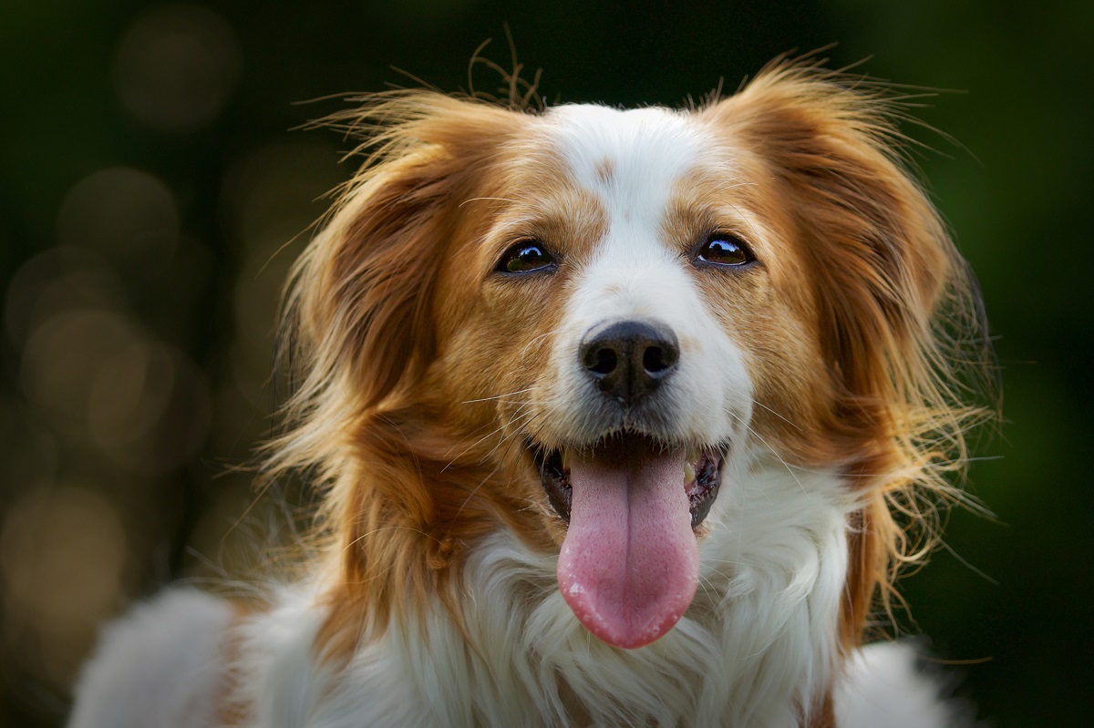 Qual a causa de cílios ectópicos em cães