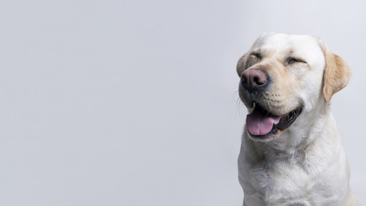 Como ajudar o seu cãozinho com entrópio ou ectrópio