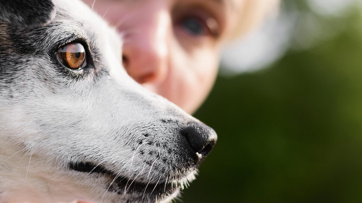 Descolamento de retina em cães e gatos possui reversão