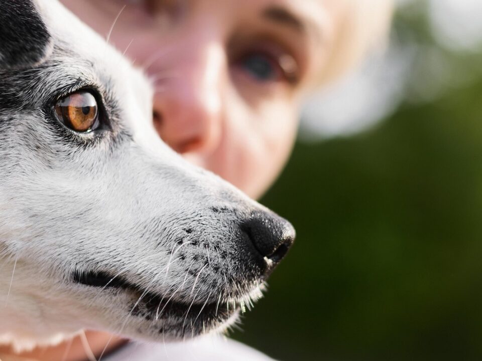 Descolamento de retina em cães e gatos possui reversão