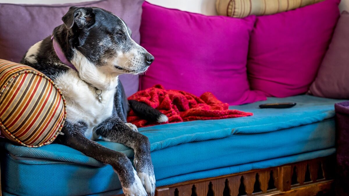 Como saber se o cão está ficando cego? Confira os sinais!