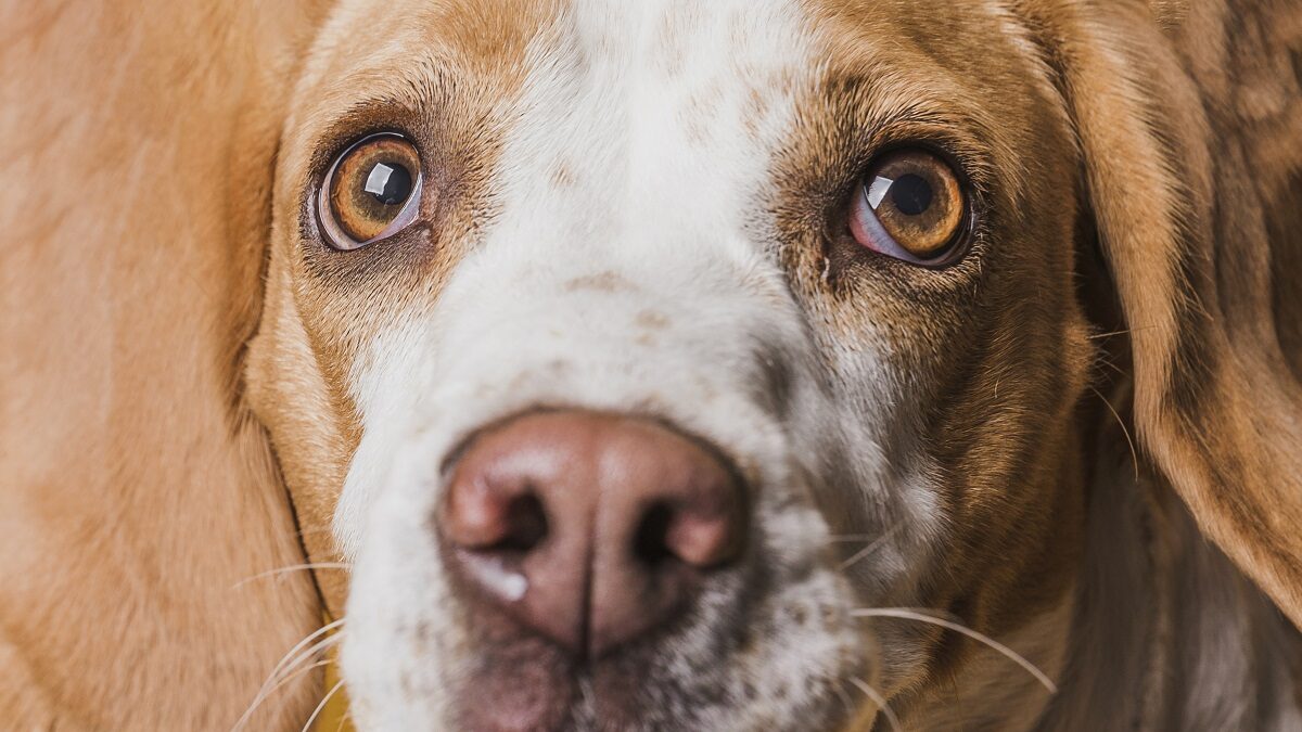 O que pode causar alergia no olho do cachorro Saiba aqui!